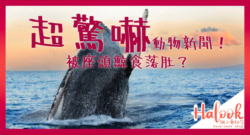 動物新聞之超驚嚇!被座頭鯨吞落肚?