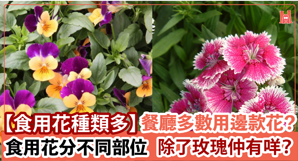 【食用花價值多多】除了玫瑰你又識那種?
