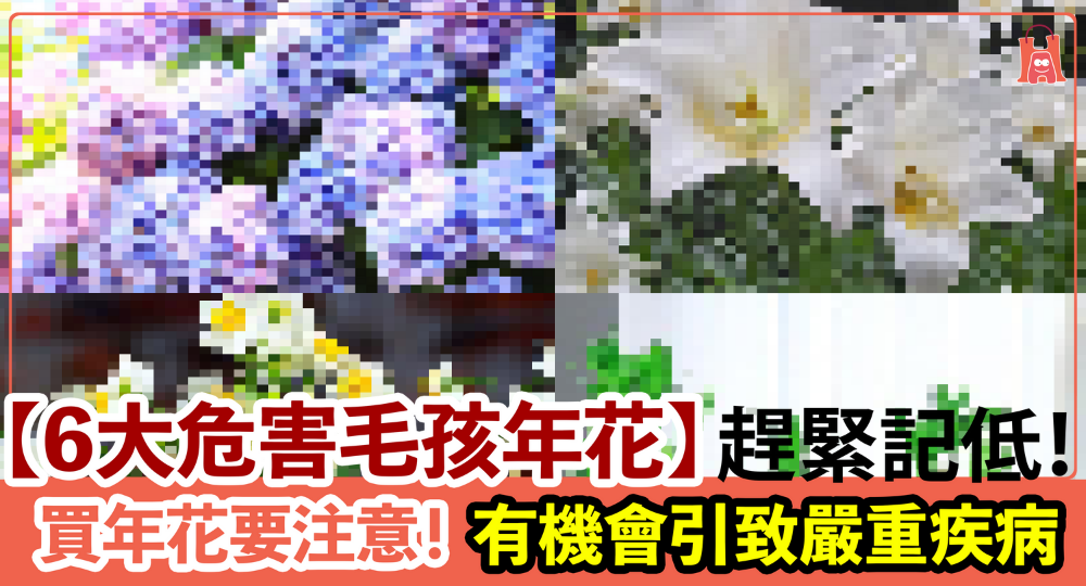 【6 大對毛孩有毒的植物】作為主人 新年買花要注意!