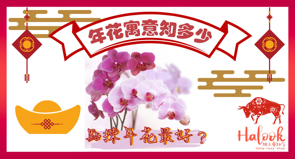 【農曆牛年】年花寓意知多少 揀花要連葉睇?