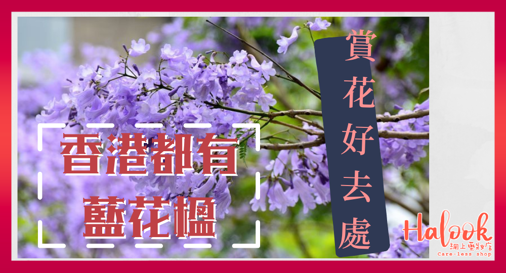 【賞花好去處】市區賞櫻熱點 香港都有藍花楹