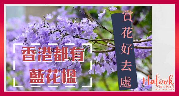 【賞花好去處】市區賞櫻熱點 香港都有藍花楹