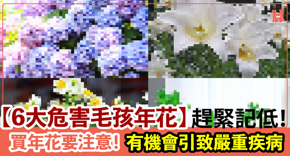 【6 大對毛孩有毒的植物】作為主人 新年買花要注意！