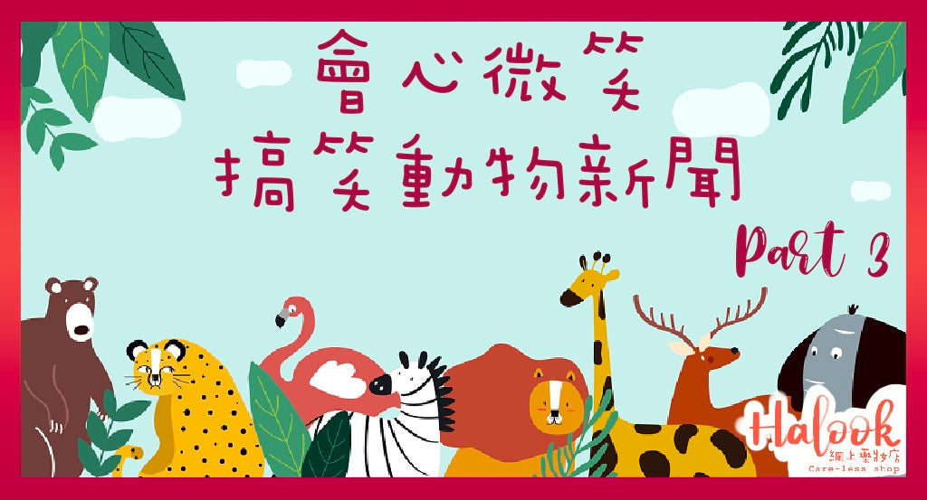 會心微笑，搞笑動物新聞-2020搞笑野生動物攝影大賽篇